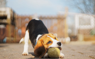 Shiba inu dog tennis ball - a tennis ball free wallpaper