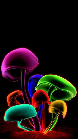 Colorful mushrooms night dark group - the dark night time free wallpaper