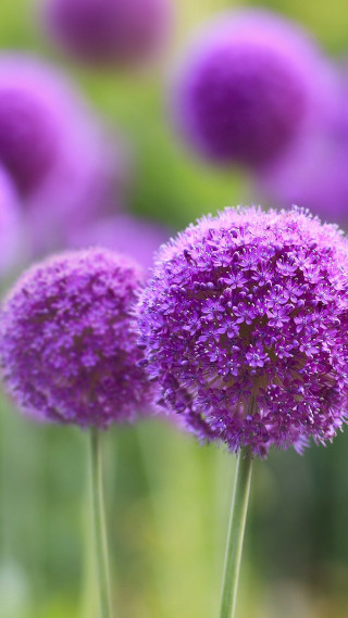 Purple flower closeup blurry background 4 - a blurry background free wallpaper