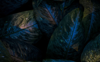 Green leaves blue yellow pattern - daniel lieske free wallpaper