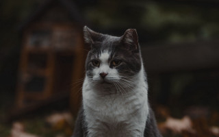 Sad cat fall leaves portrait - dof free wallpaper