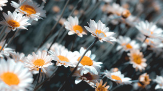 Daisies field grass bokeh flower - elinor proby adams free wallpaper