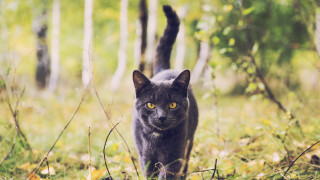 Black cat forest yellow eyes - a black tail free wallpaper