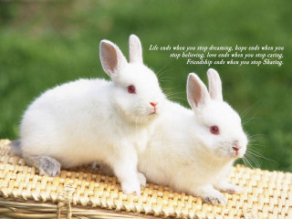 Two white rabbits wicker mat - end free wallpaper