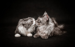 Cat kissing animal photography black - another cat free wallpaper
