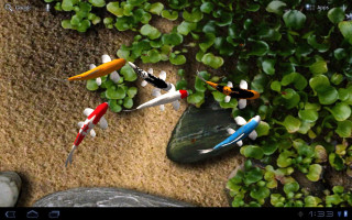 Fish swimming pond plants rocks - lostfish free wallpaper