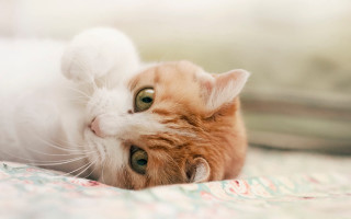 Cat laying on bed pillow - a paw free wallpaper