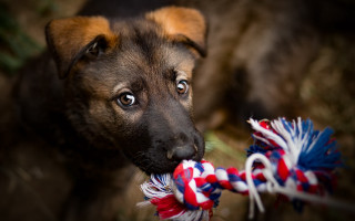 Puppy chewing toy rope shiba - a toy free wallpaper