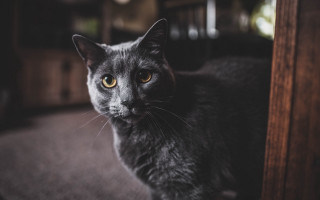 Black cat serious yellow eyes 2 - vanita free wallpaper
