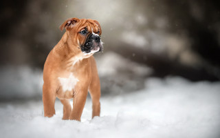 Brown white shiba inu snow - dog free wallpaper