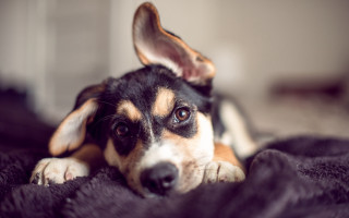 Sad shiba inu dog on - its face and ears free wallpaper