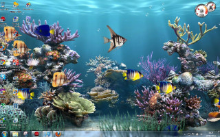 Computer screen fish corals window - felipe seade free wallpaper