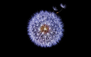 Dandelion flying kimono night sky - digital art free wallpaper