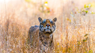 Tiger tallgrass field flowers bokeh - a tiger free wallpaper