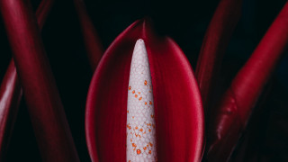 Flower white stamen red bud - end free wallpaper