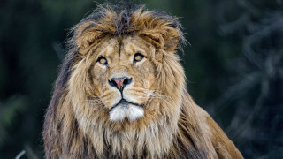 Lion mane sad look wildlife - a long mane free wallpaper