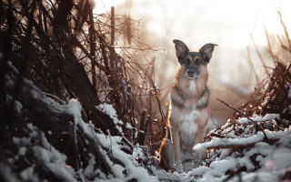 Dog snow wooded area photorealistic - area free wallpaper