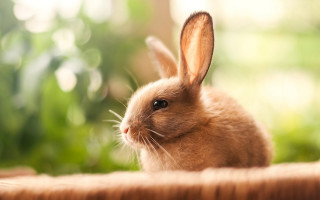Rabbit table window plants animal - green plant free wallpaper