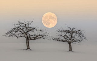 Full moon snowy forest foggy - a foggy sky in the background free wallpaper