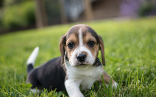 Puppy sad eyes grass outdoors - his face free wallpaper