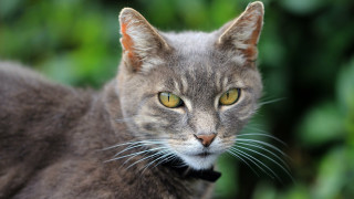 Serious cat yellow eyes puzzle - a collar free wallpaper