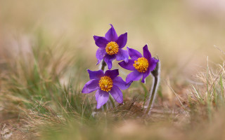 Purple flower grass nature macro - two purple flower free wallpaper