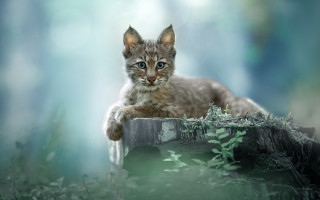 Kitten logs woods night moon - a kitten free wallpaper