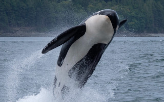 Orca jumping water black white - felixkelly free wallpaper for desktop