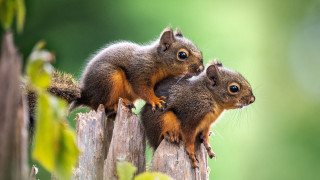 Squirrels wooden post puzzle award - chippy free wallpaper