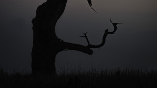 Bird perched moon night silhouette - night time free wallpaper for desktop