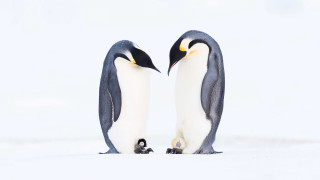 Penguins snow minimalism jigsaw award - their head free wallpaper
