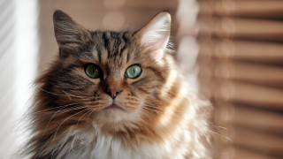 Regal cat green eyes outside - a portrait free wallpaper