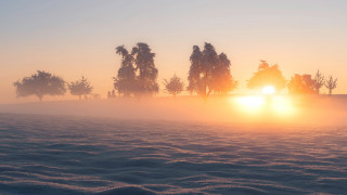 Foggy field trees sunset volumetric 2 - tree and a sun free wallpaper
