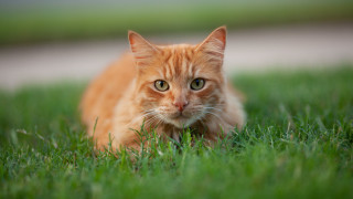 Sad cat in grass outdoor - the grass free wallpaper