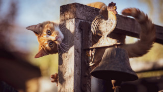 Cat climbing wooden post bell - nearby free wallpaper