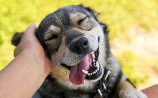 Dog cheerful tongue out yellow - cheerful free wallpaper