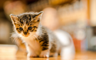 Tiny kitten milk table blurry - tiny free wallpaper