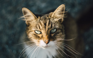 Cat white whiskers blue eye - animal free wallpaper