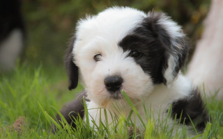 Puppy blurry grass nature flower - fauvism free wallpaper