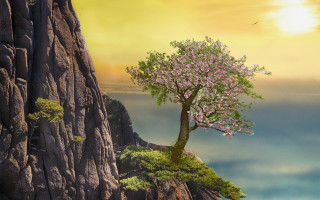 Tree cliff bird sunset fantasy - a cliff free wallpaper for desktop