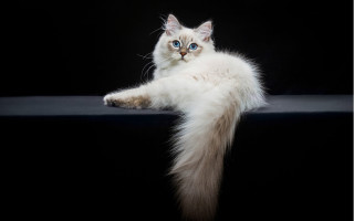 White cat blue eyes arabesque - glamor pose free wallpaper