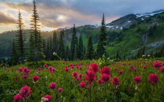 Flower field mountains sunset clouds 4 - a field of flowers free wallpaper