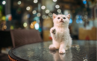 White kitten standing paws up - its hind leg free wallpaper