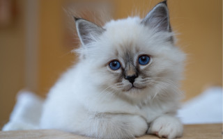 White kitten blue eyes serious 2 - serious free wallpaper