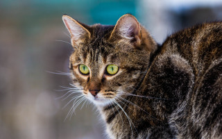 Cat green eyes looking distant - green free wallpaper