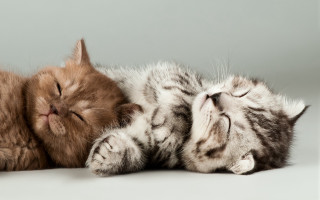 Sleeping cat puzzle animals photorealistic - incoherent free wallpaper