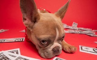 Small dog money red torii - a red surface free wallpaper