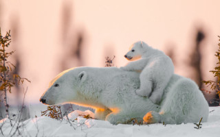 Polar bear snow sunset autumn - polar free wallpaper