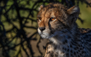Cheetah looking camera blurry background - a cheetah free wallpaper
