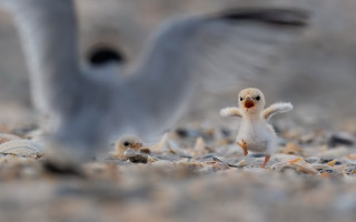 Birds beach flying explosion military - amir zand free wallpaper